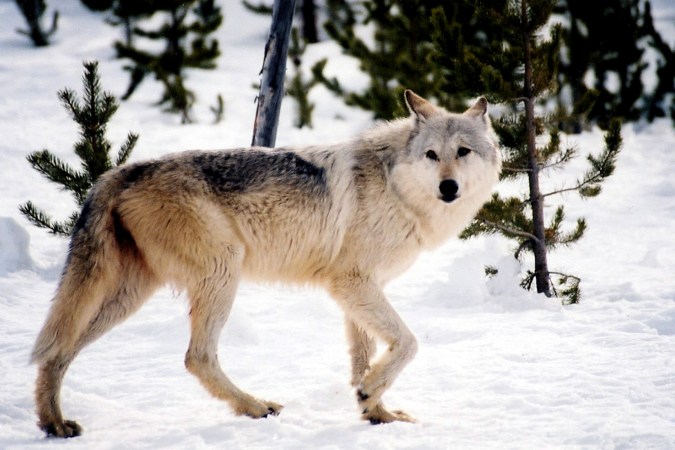 House Votes to Delist Gray Wolves, Block Lead Ammo Bans, End Boundary Waters Protections, and Overturn BLM Rule