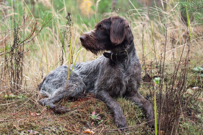 7 Myths About Shed Hunting Dogs