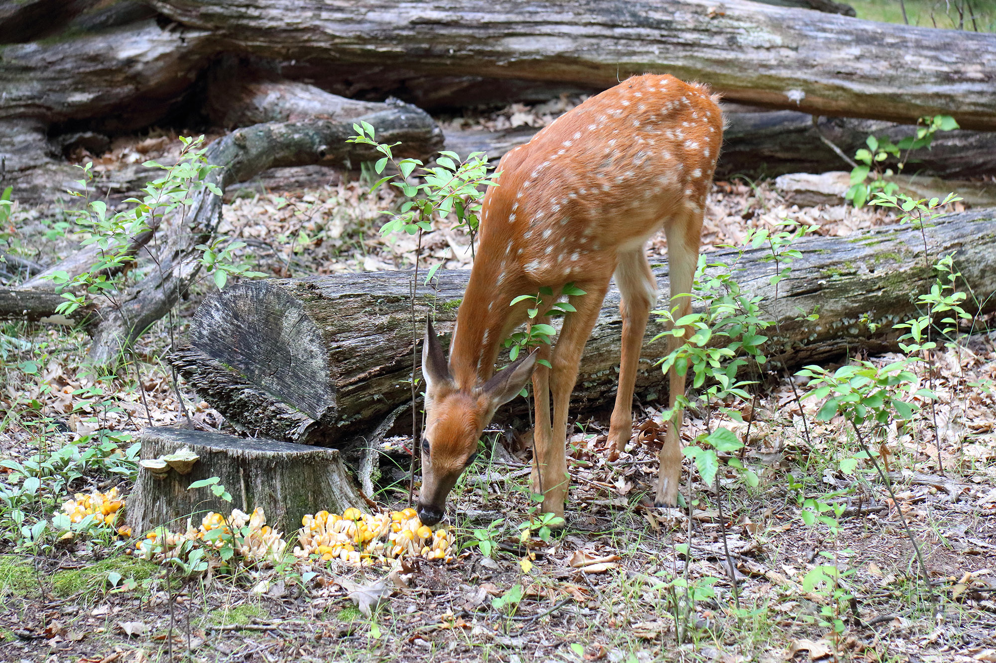 A deer eating mushrooms