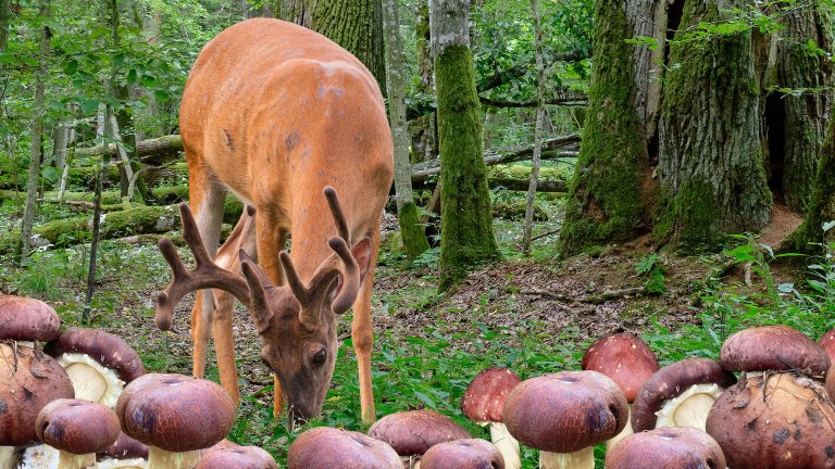 A buck in velvet eats mushrooms in the woods