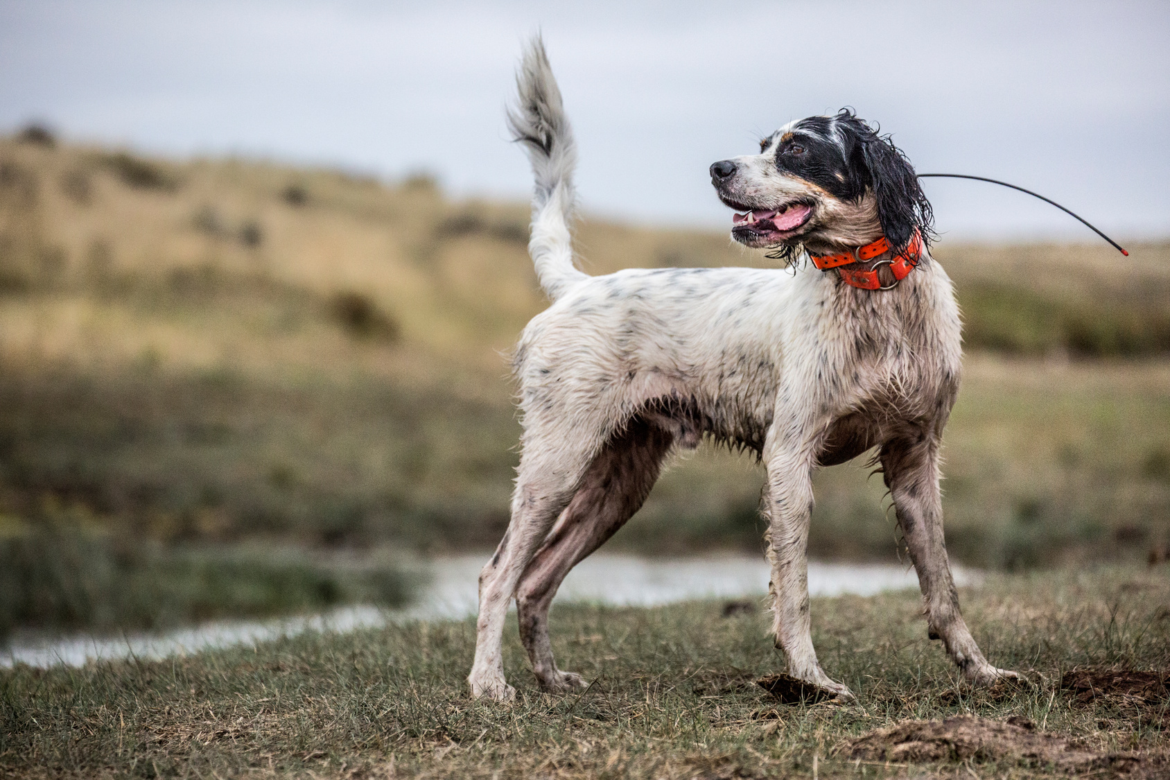 The best hunting dogs include English setters.