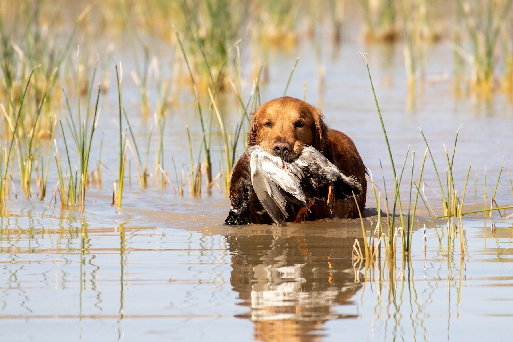 Golden Retriever in the water retrieving a duck during a hunting dog test.