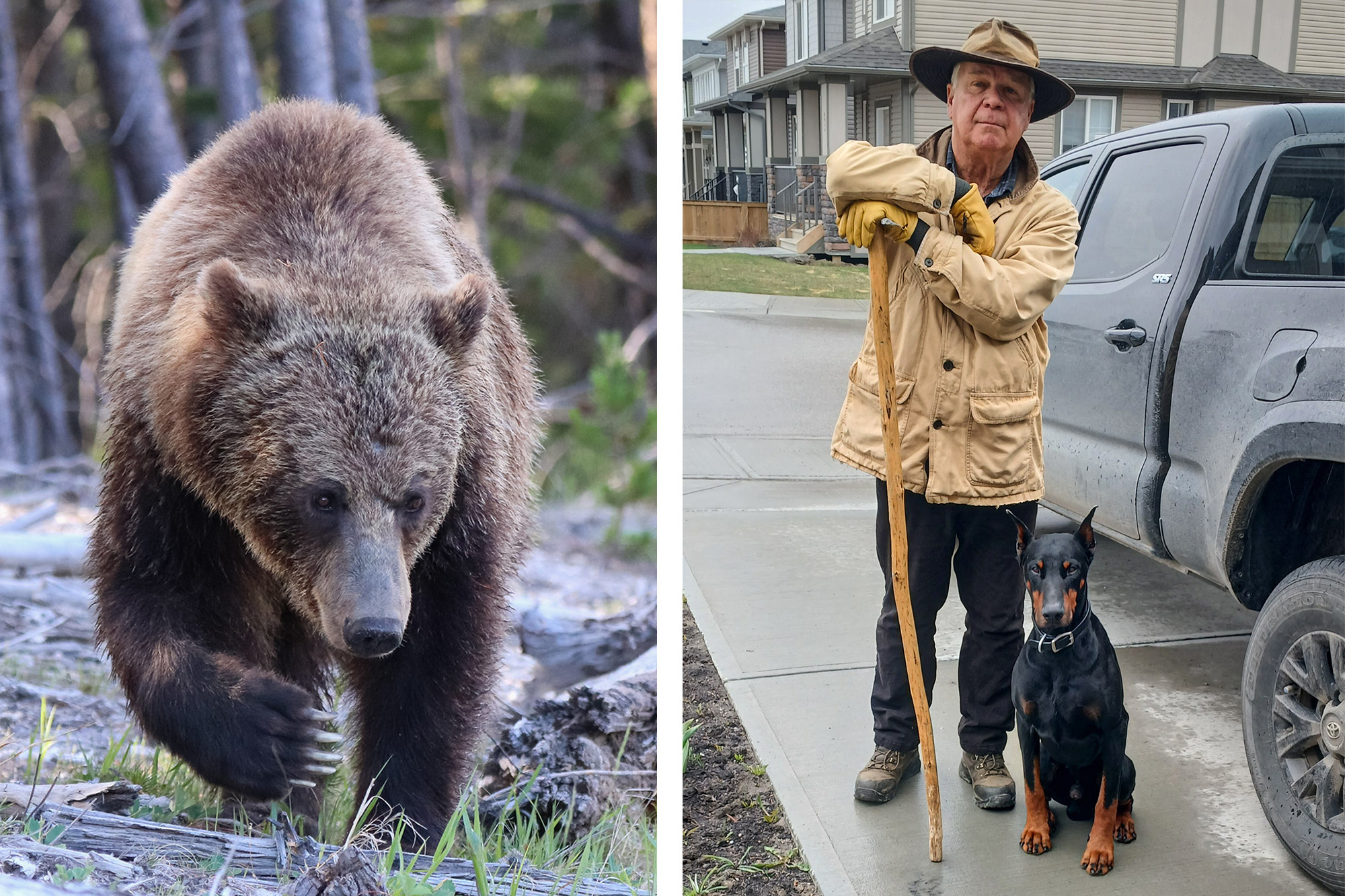 A grizzly bear; Campbell and his doberman that saved him from a grizzly.
