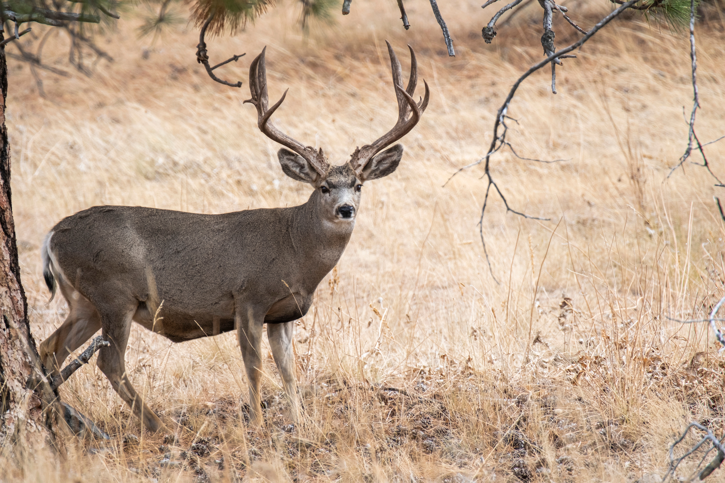 Montana Raises Record Funds for a Mule Deer Tag — with a Raffle - Vimarsana News