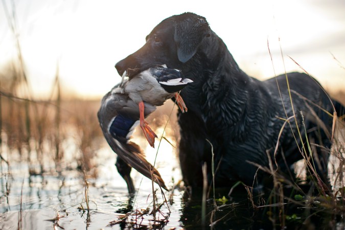 The Best Hunting Dogs for Birds, Big and Small Game, and Tracking