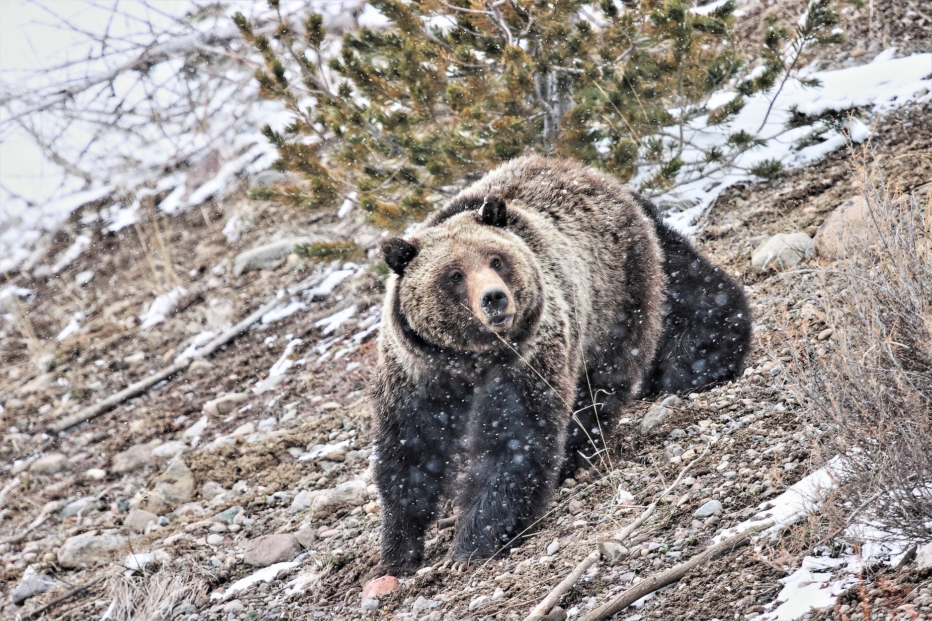 A female grizzly on a snow-covered ridge.
