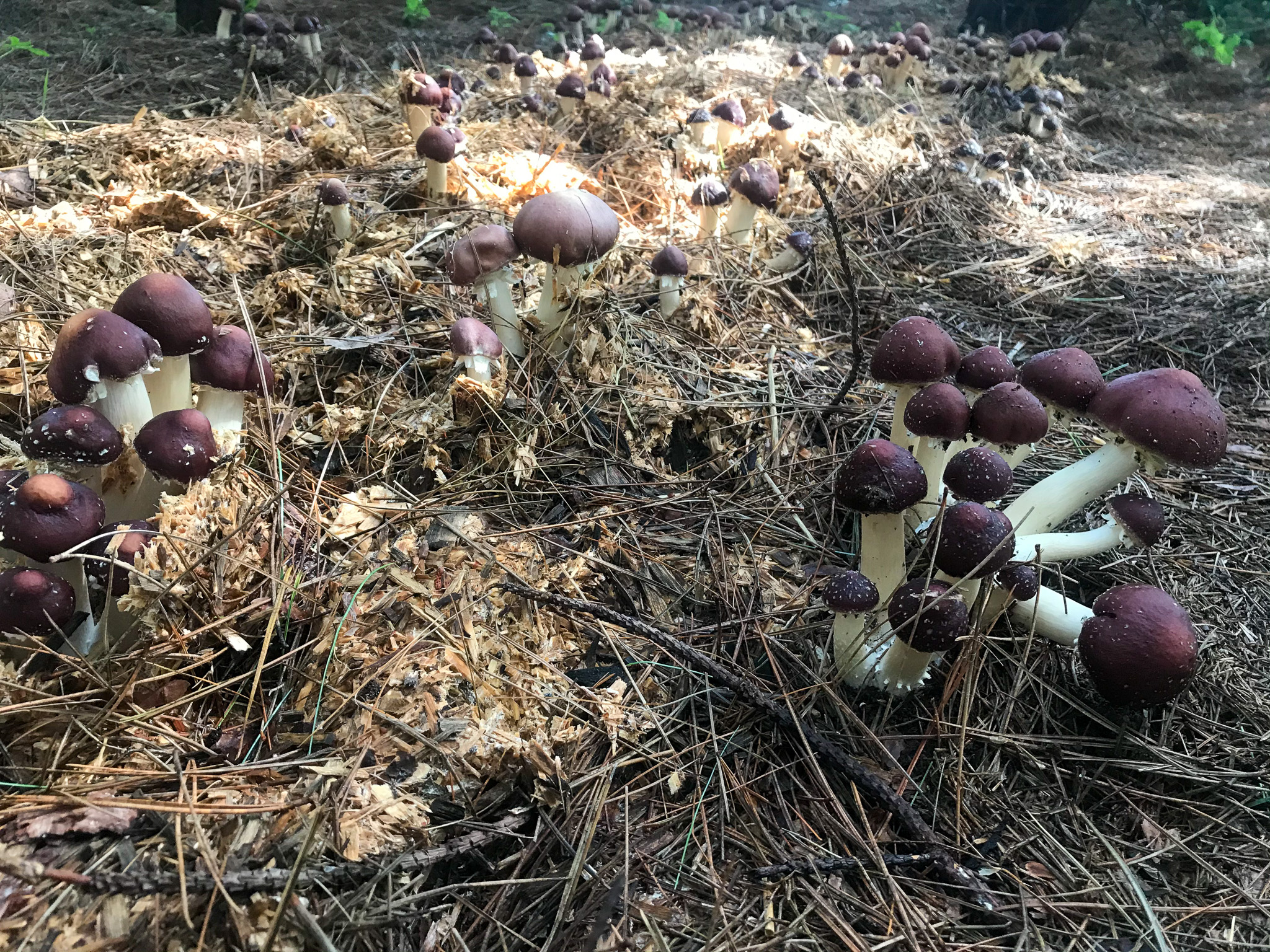 Wine cap mushrooms in the forest.