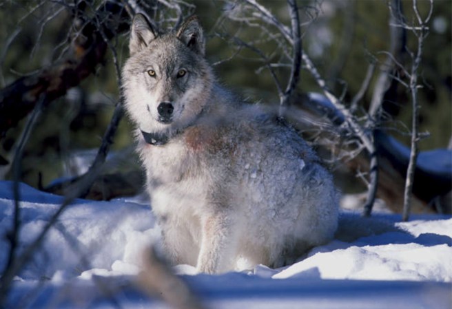 One of Colorado’s Reintroduced Wolves Was Found Dead. It Was Probably Killed by a Mountain Lion