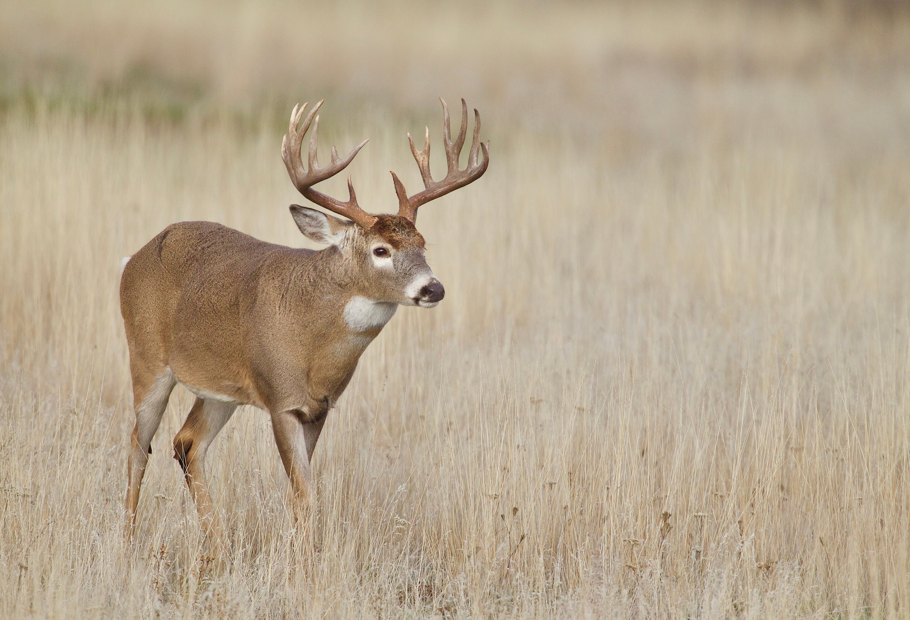 A whitetail buck in a grassy field.