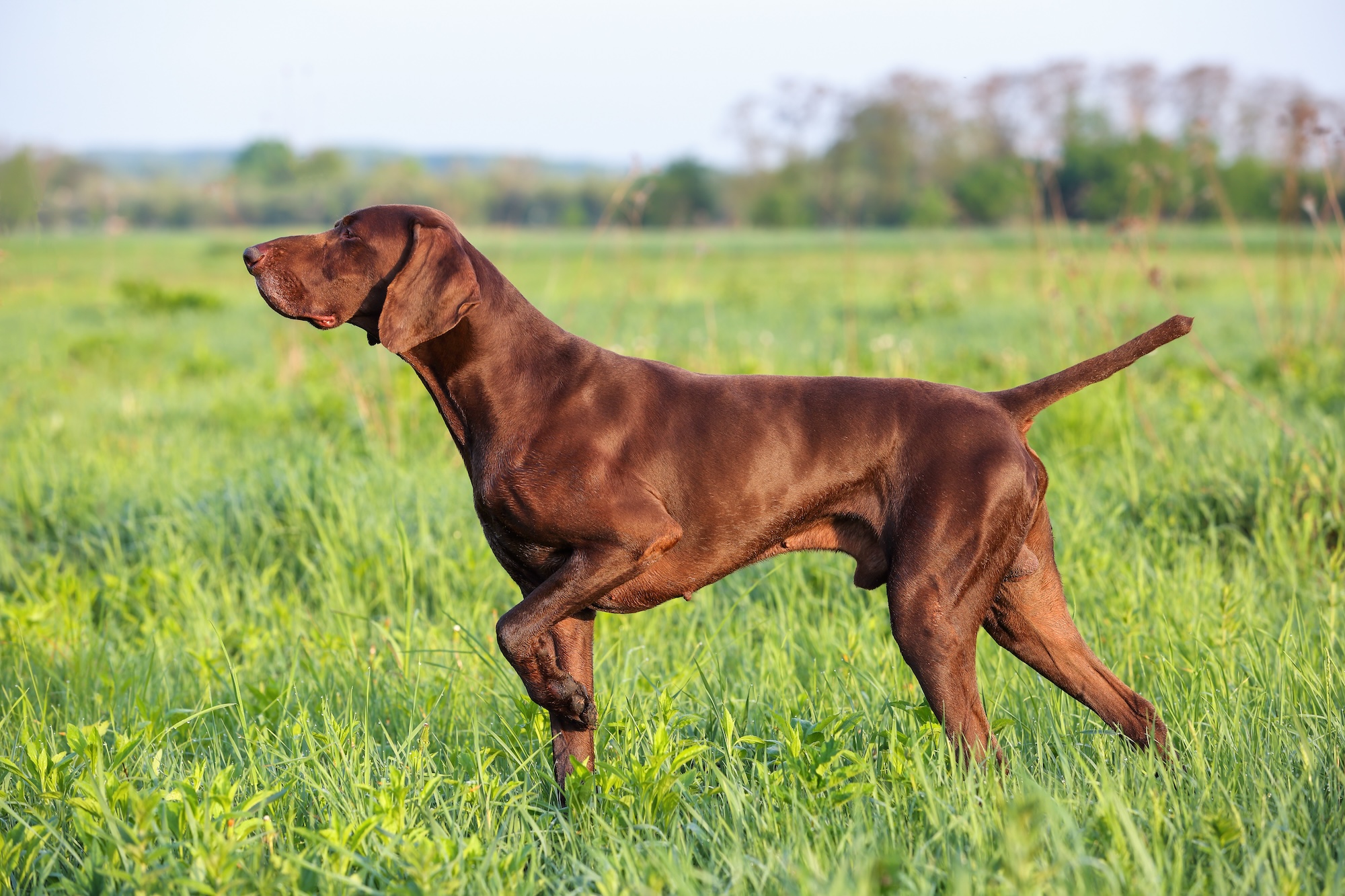 Hunting dogs are often pointing dogs, like this one.