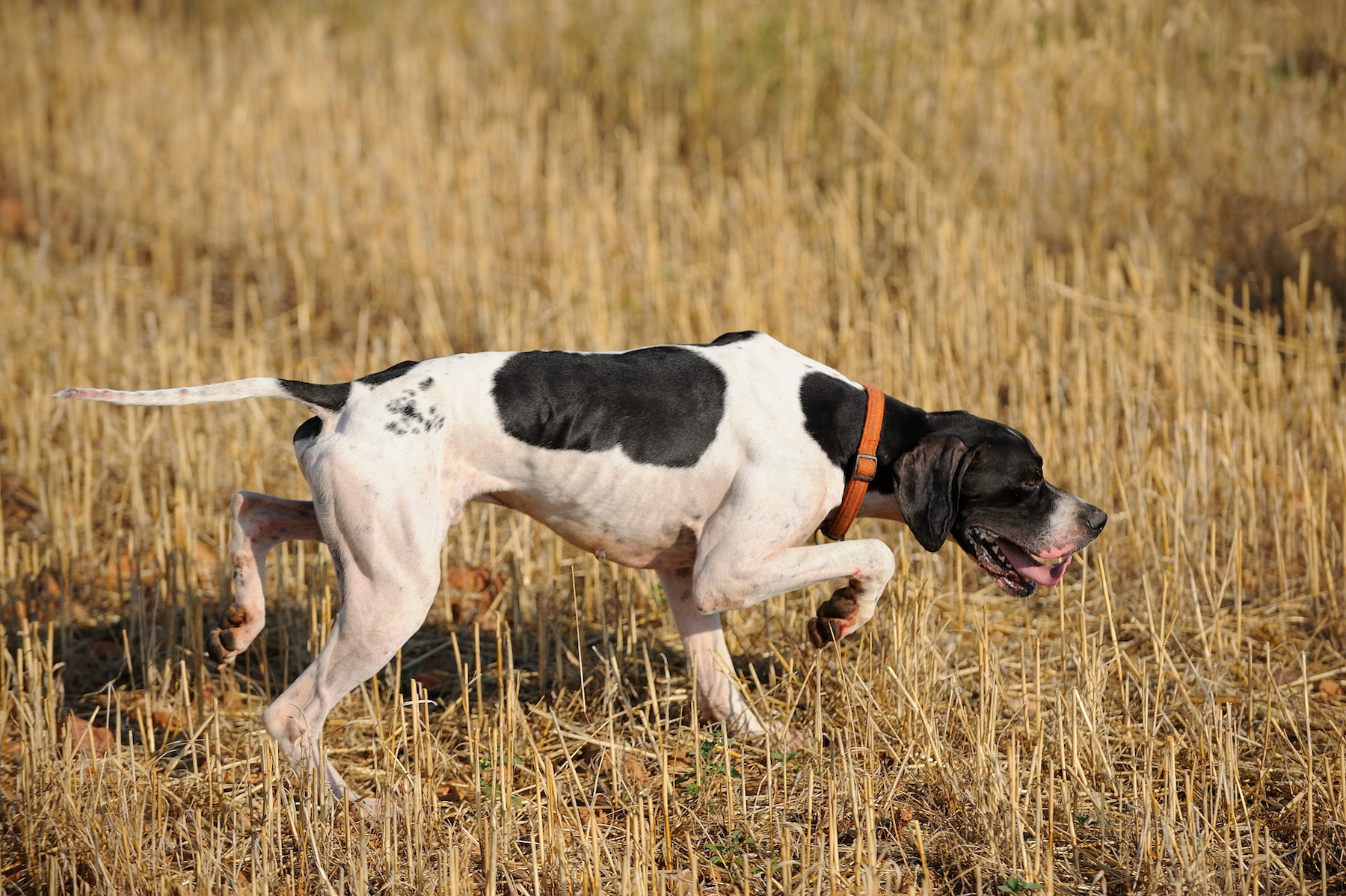 Hunting dogs like English pointers make excellent upland dogs.