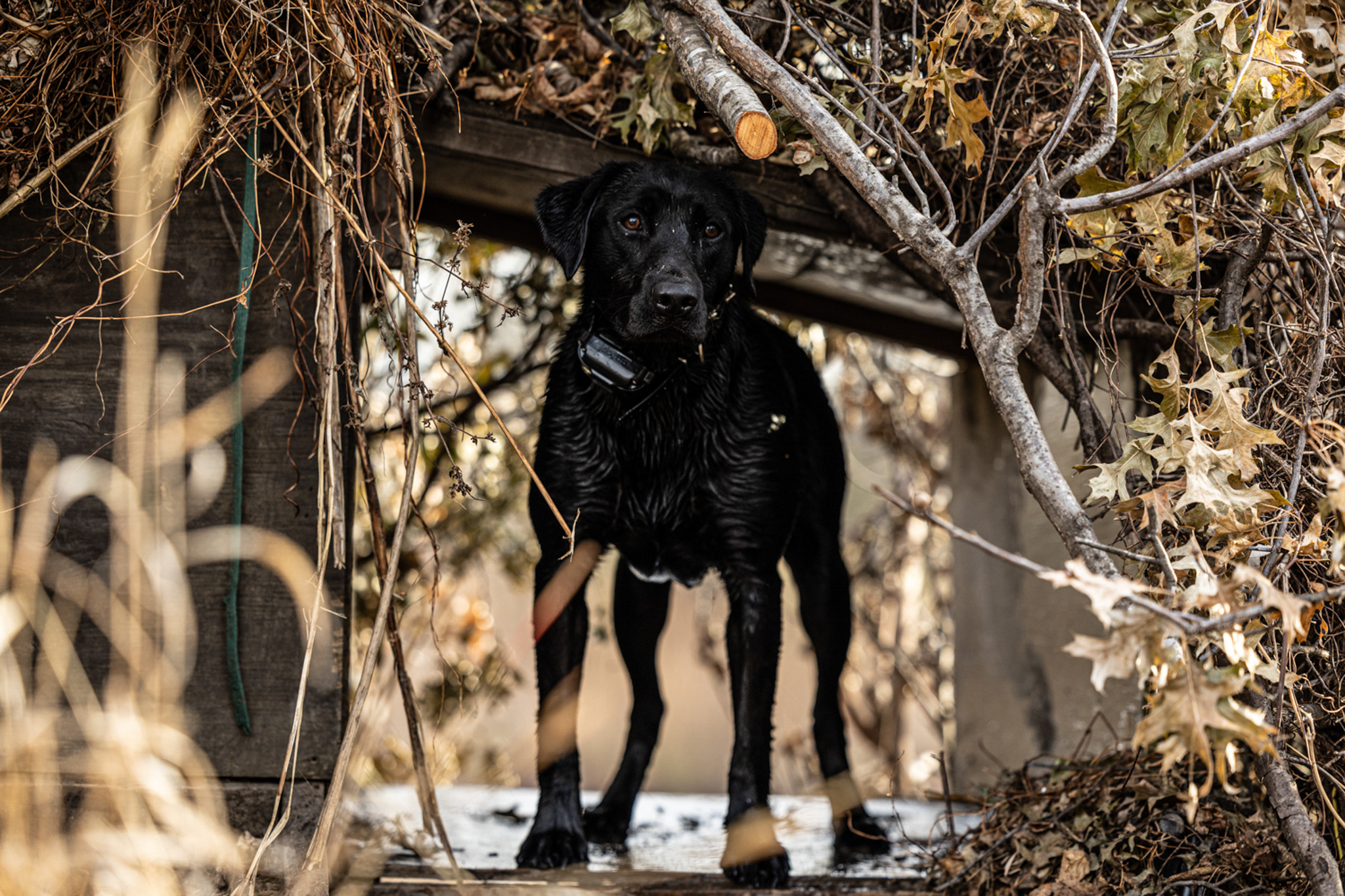 A black Lab stands in a box blind.