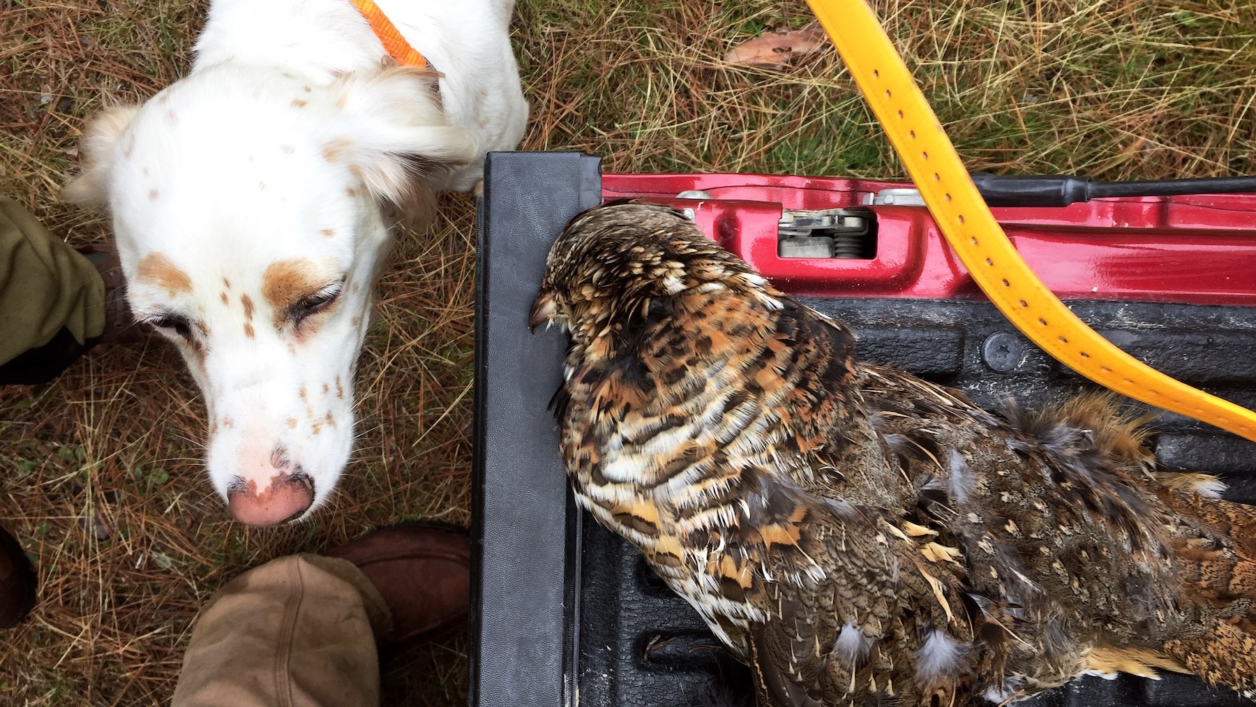 A setter beside a ruffed grouse on the tailgate.