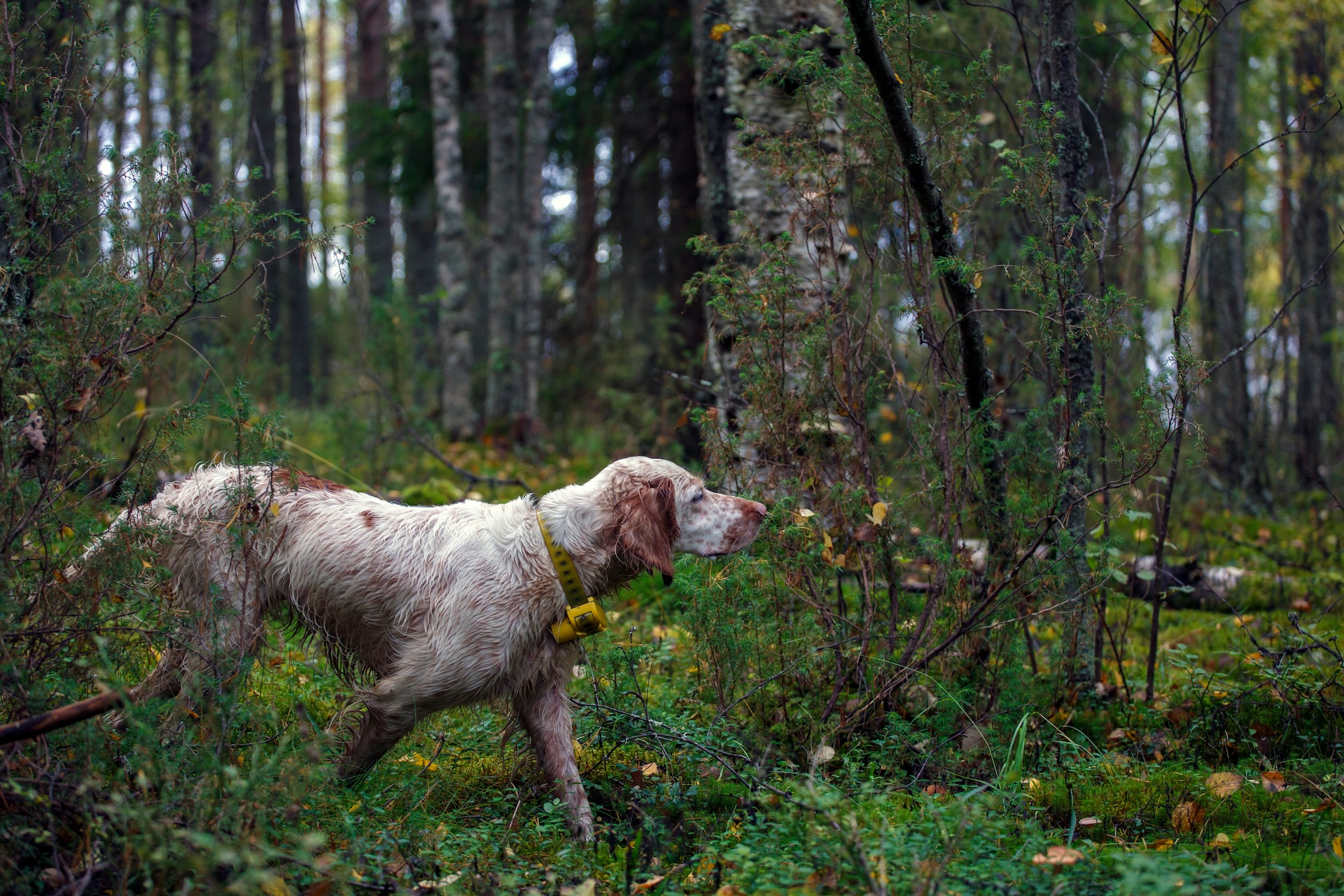 An English setter in the grouse woods.