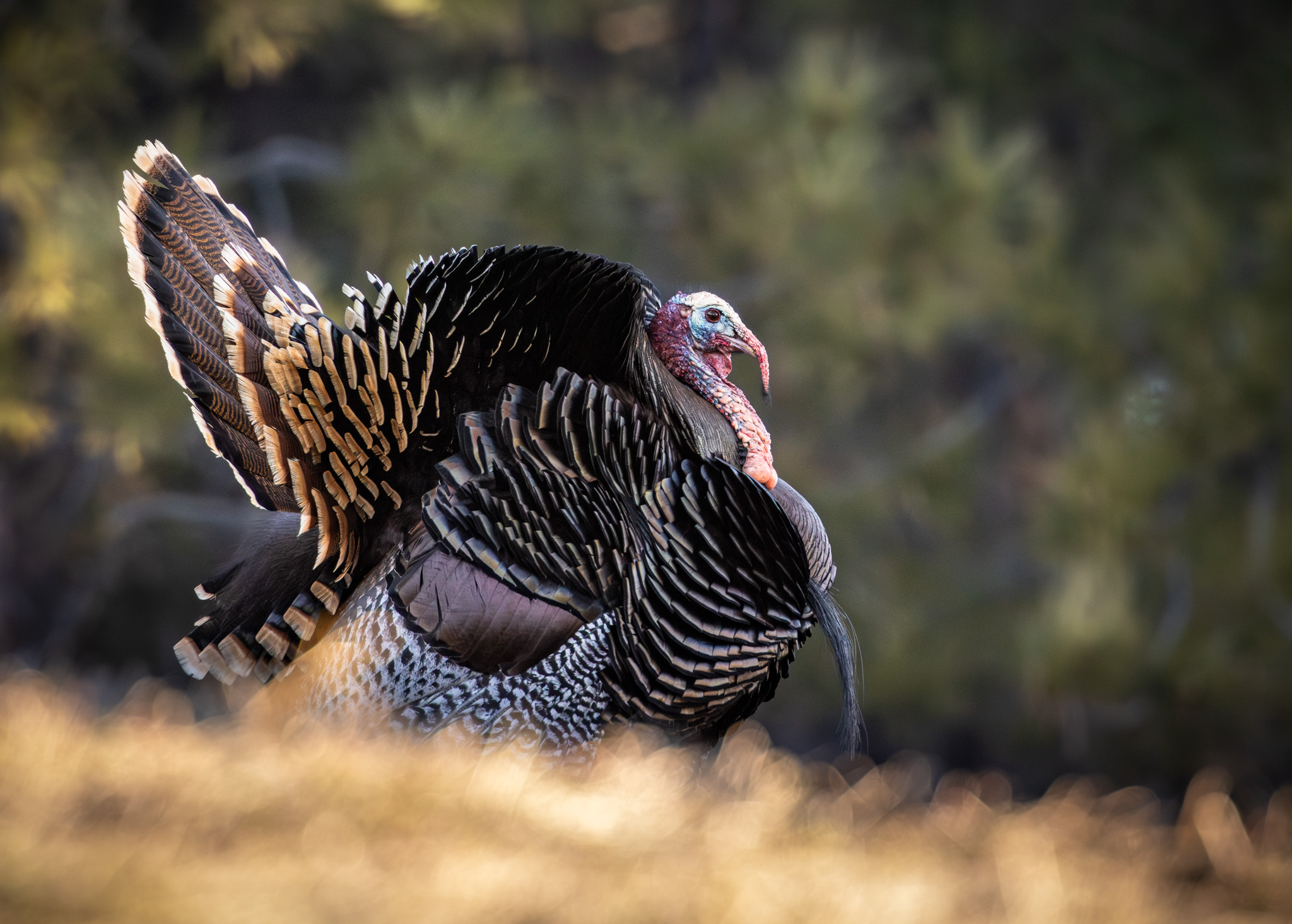 A Merriam's turkey strutting on a wooded hillside.