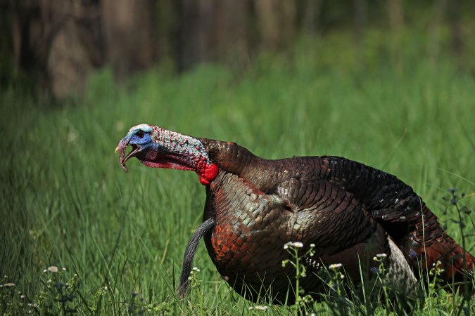 The Ultimate Guide to Wild Turkey Sounds