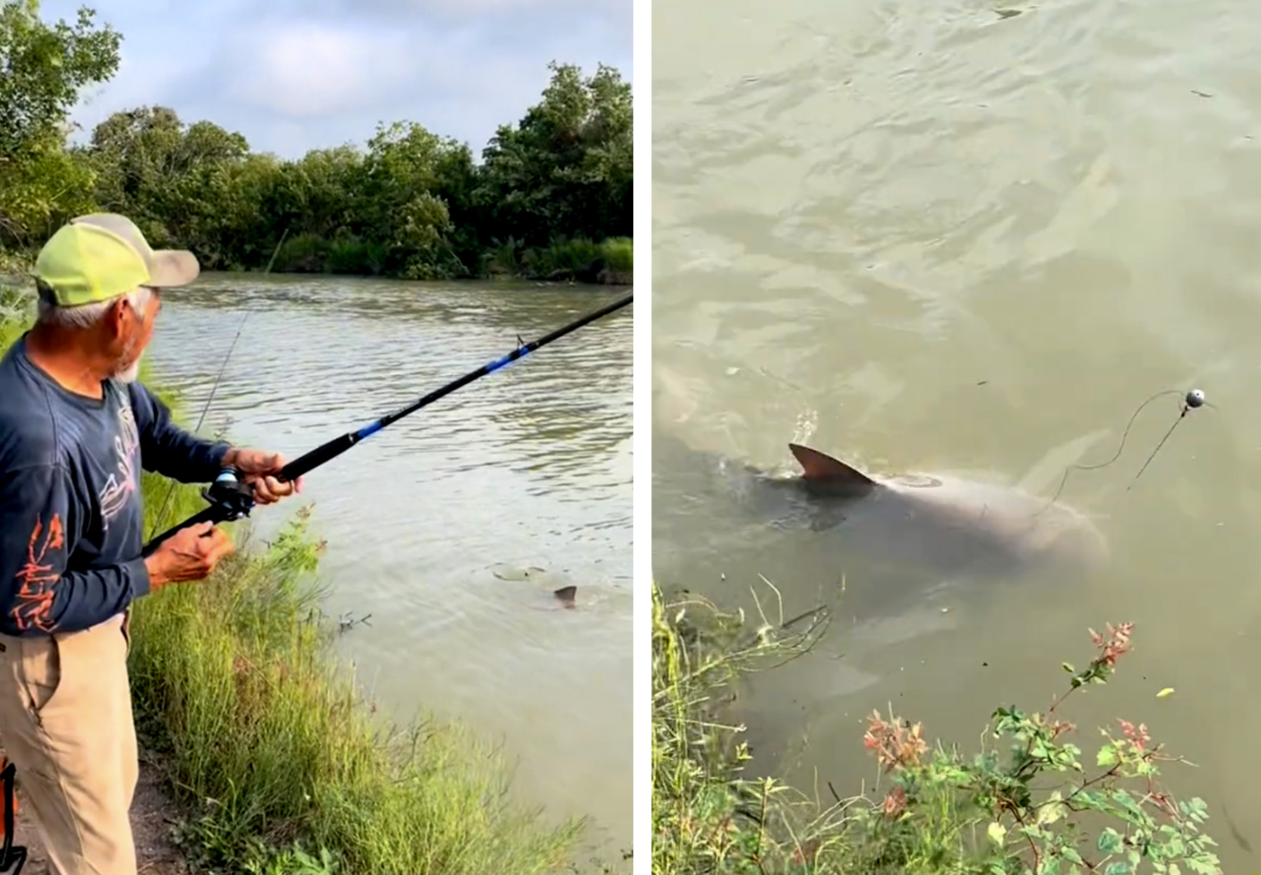 A Texas fisherman reels in a bull shark from the Guadalupe River.