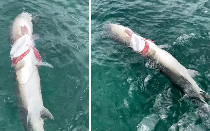 Two dead muskies that tried eating each other.
