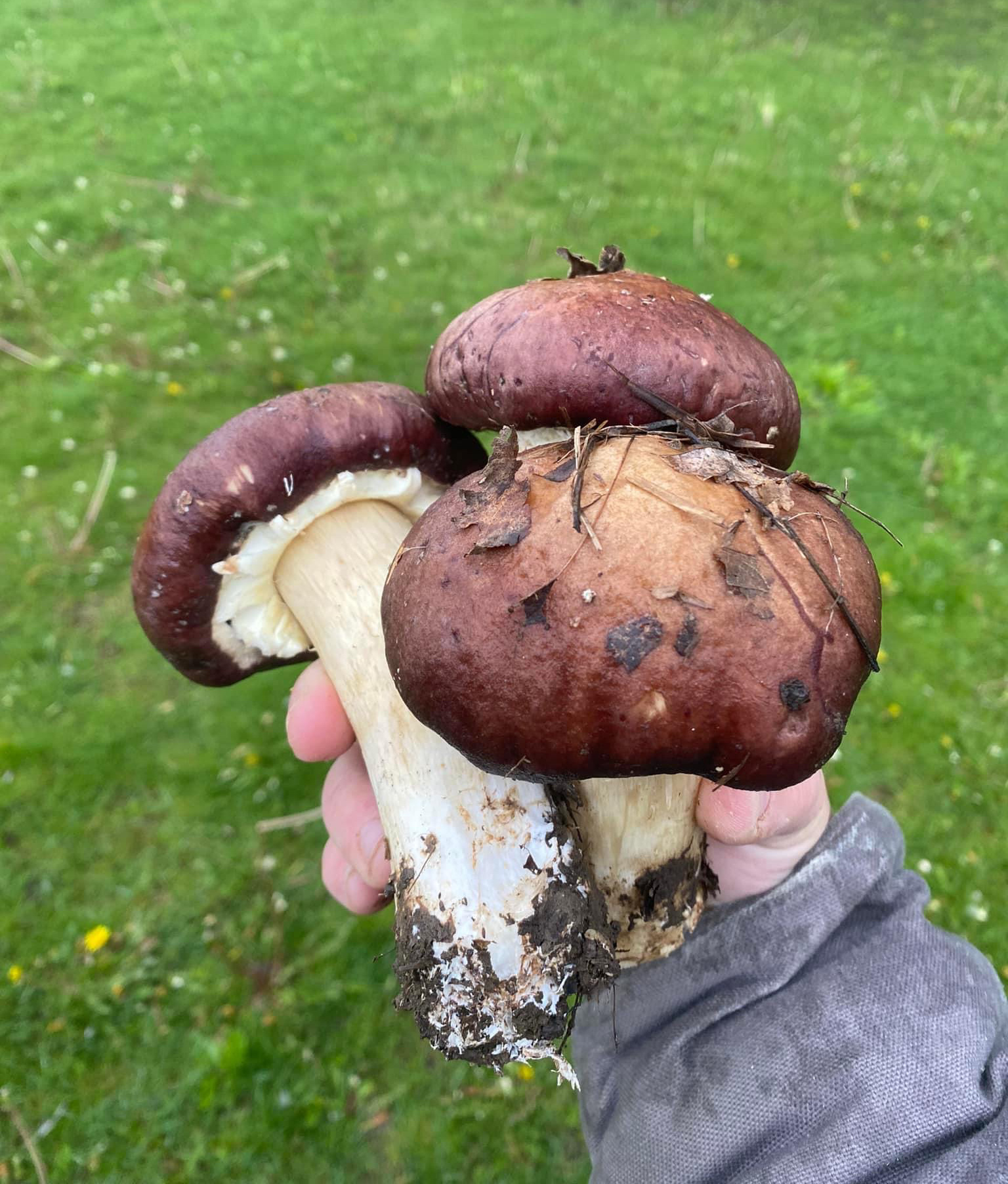A handful of wine cap mushrooms.