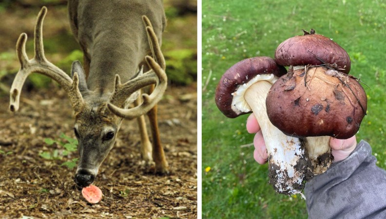 Mushrooms Are a Deer’s Secret Favorite Food. Here’s How to Grow an Easy Mushroom Food Plot