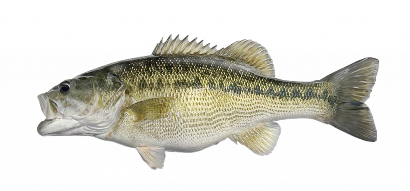 7 New Bass Species Just Became Eligible for World Records, Including ...