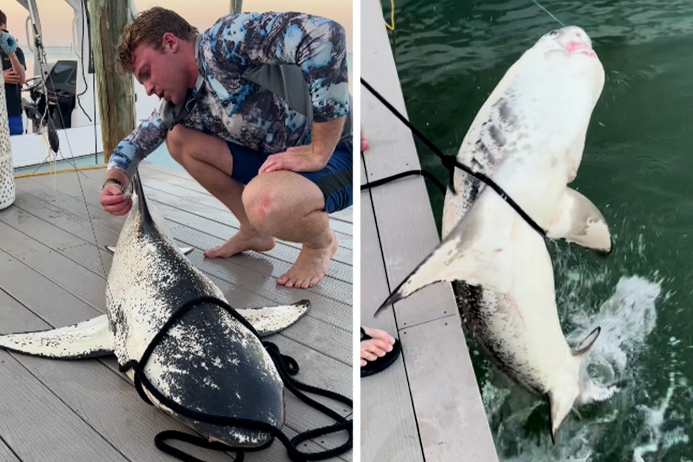 Watch 'Incredibly Rare' Piebald Shark Caught in Florida Outdoor Life