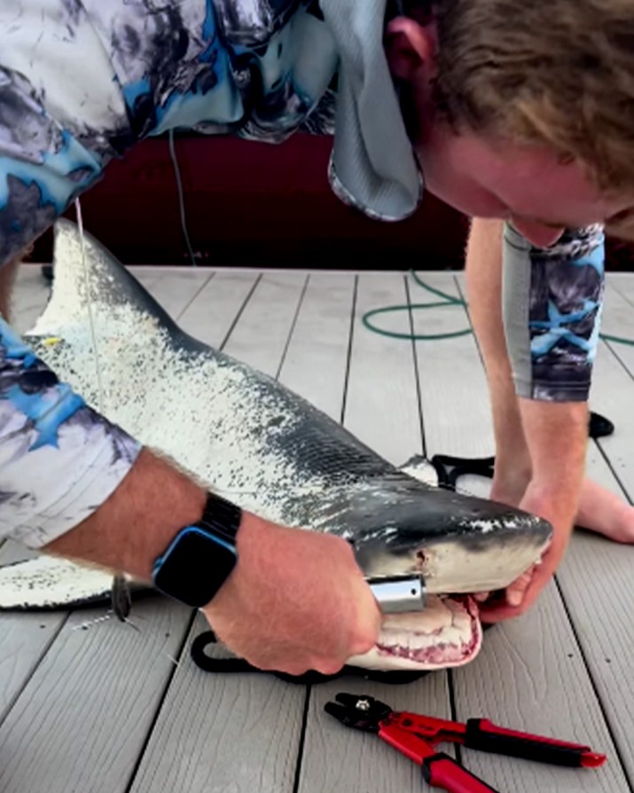 Watch 'Incredibly Rare' Piebald Shark Caught in Florida Outdoor Life