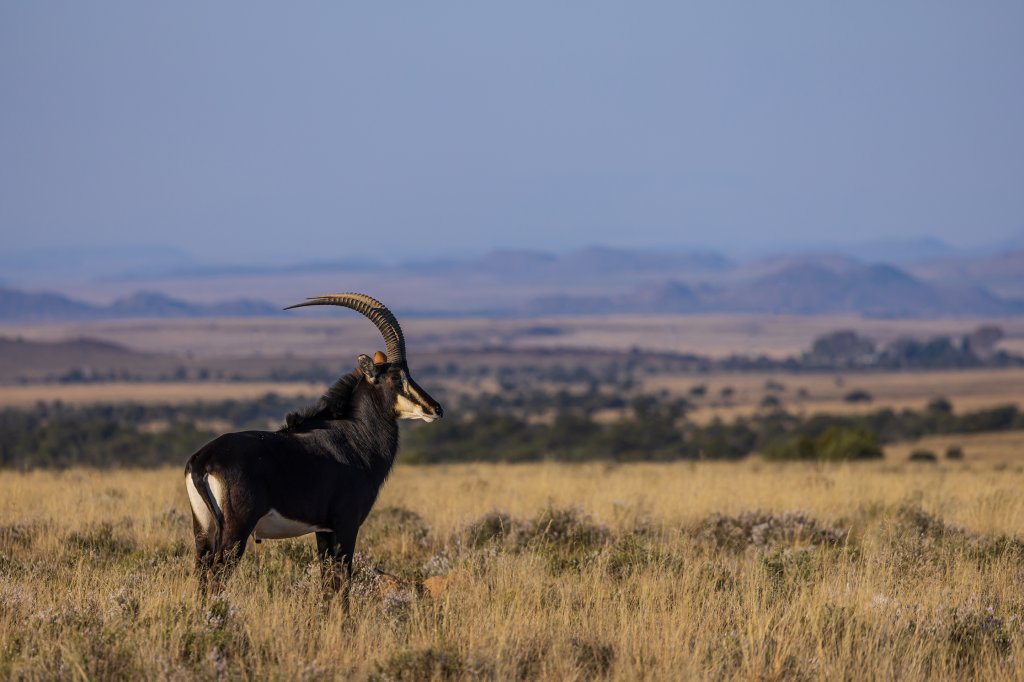 Sable Predators Sable Hunting in South Africa | Outdoor Life