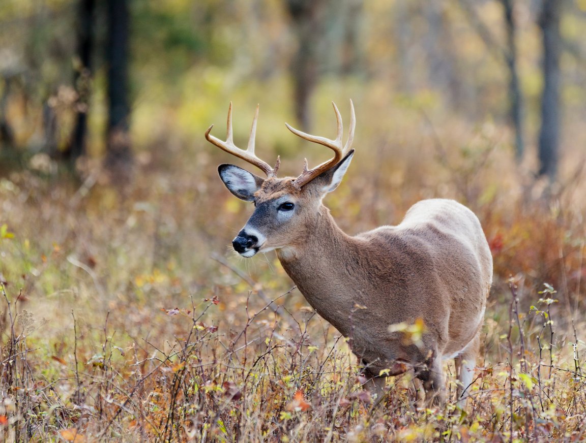 A whitetail buck in the woods.