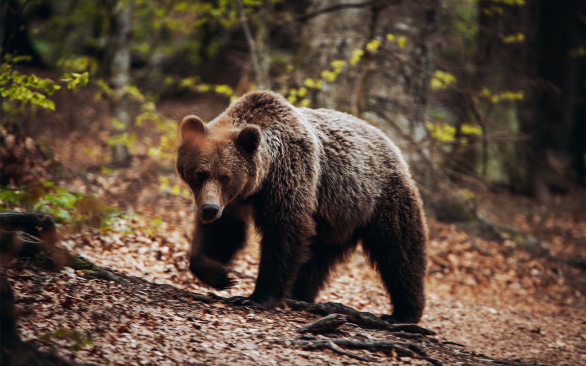 A bear in a forest in Romania.