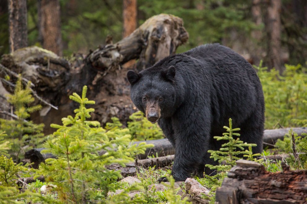 A 3-Year-Old Girl Was Attacked by a Bear While in Her Yard. Authorities Shot and Wounded the Bear But Have Yet to Recover It