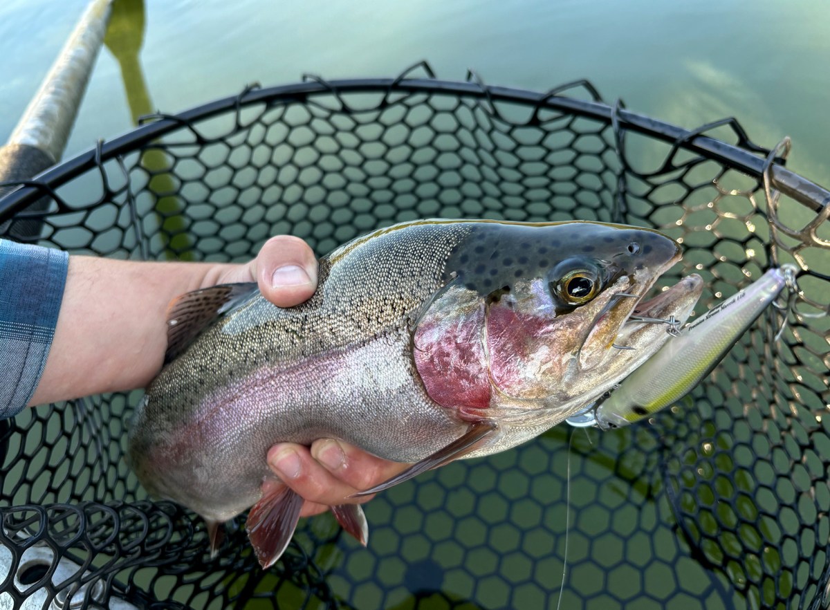 Catch the Biggest Trout of Your Life On These Bass Lures