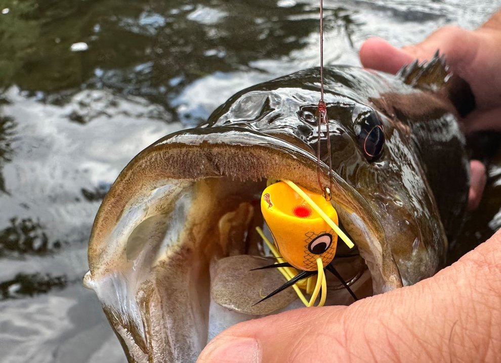 Here’s How to Catch Giant Smallmouth Bass on Topwater Bugs During the Chillest Bite of Summer