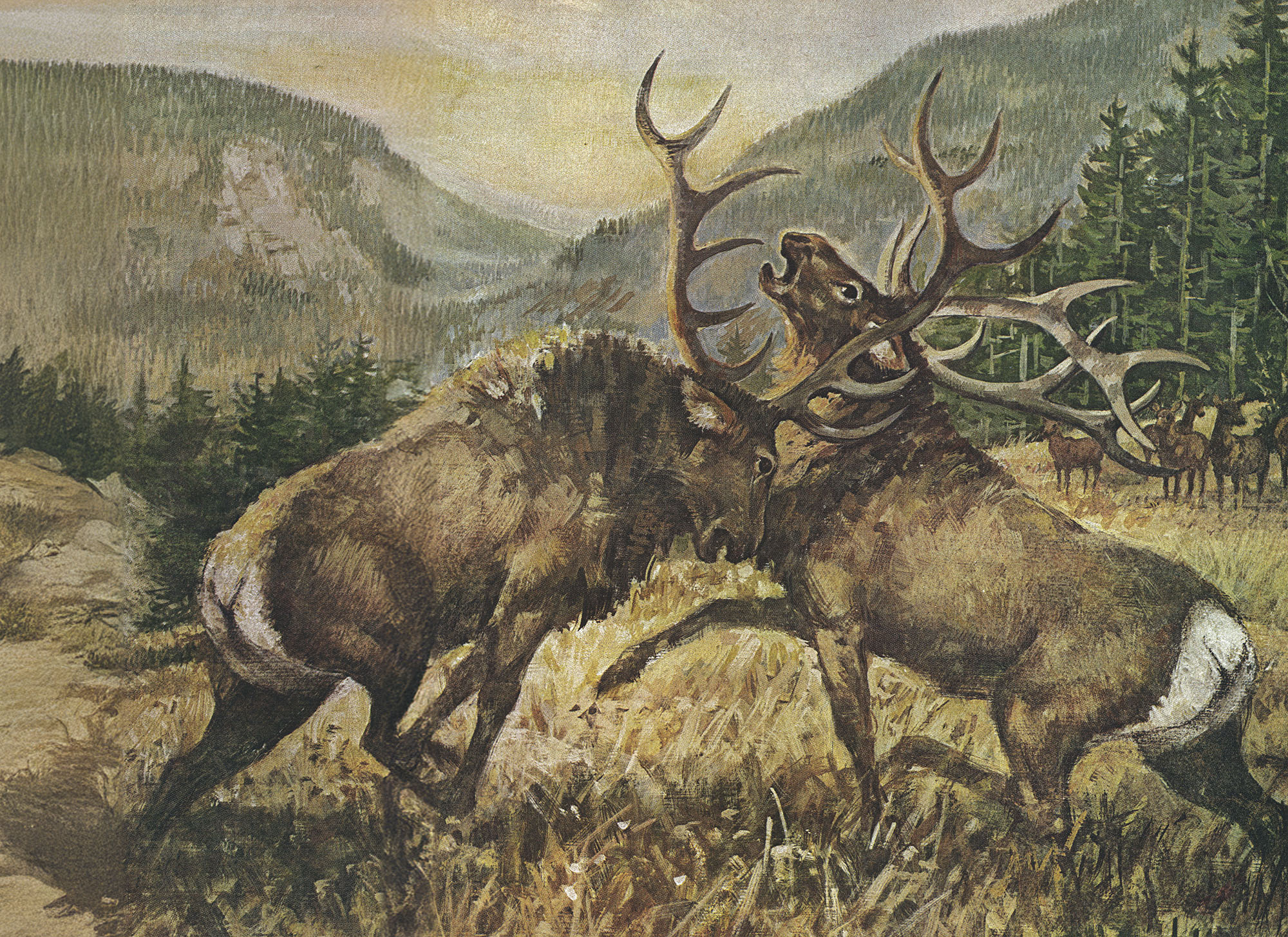Bulls of the Mescalero: A Southerner's First Elk Hunt During the Rut