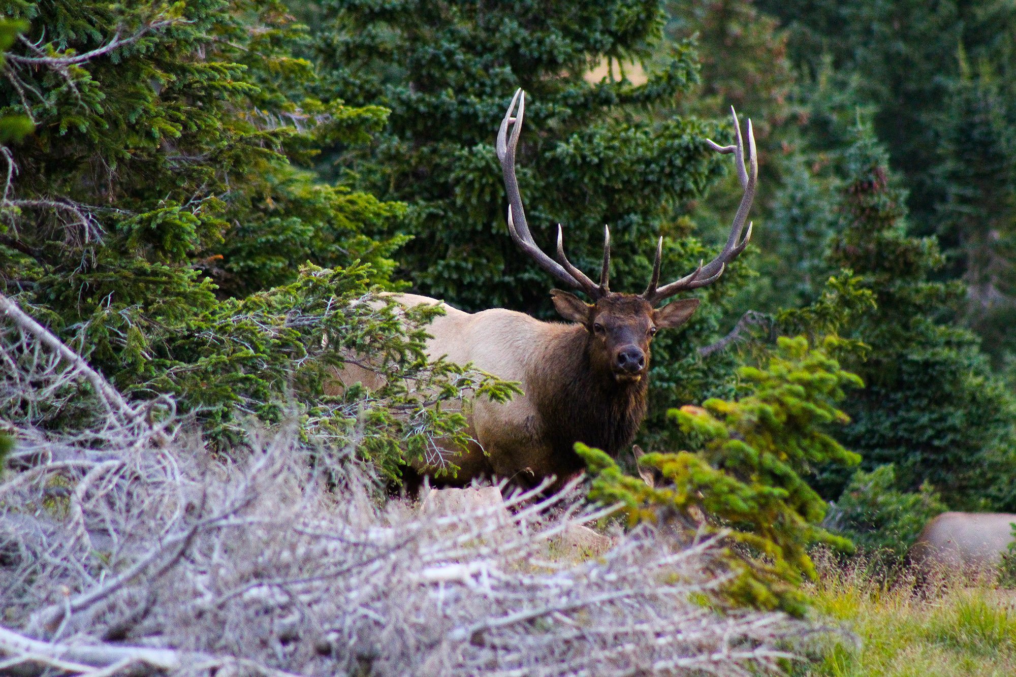 A bull elk emerges from the timber.