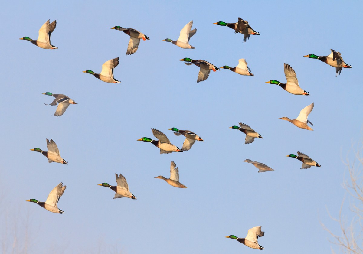 Our Obsession With Greenheads Could Ruin Duck Hunting as We Know It