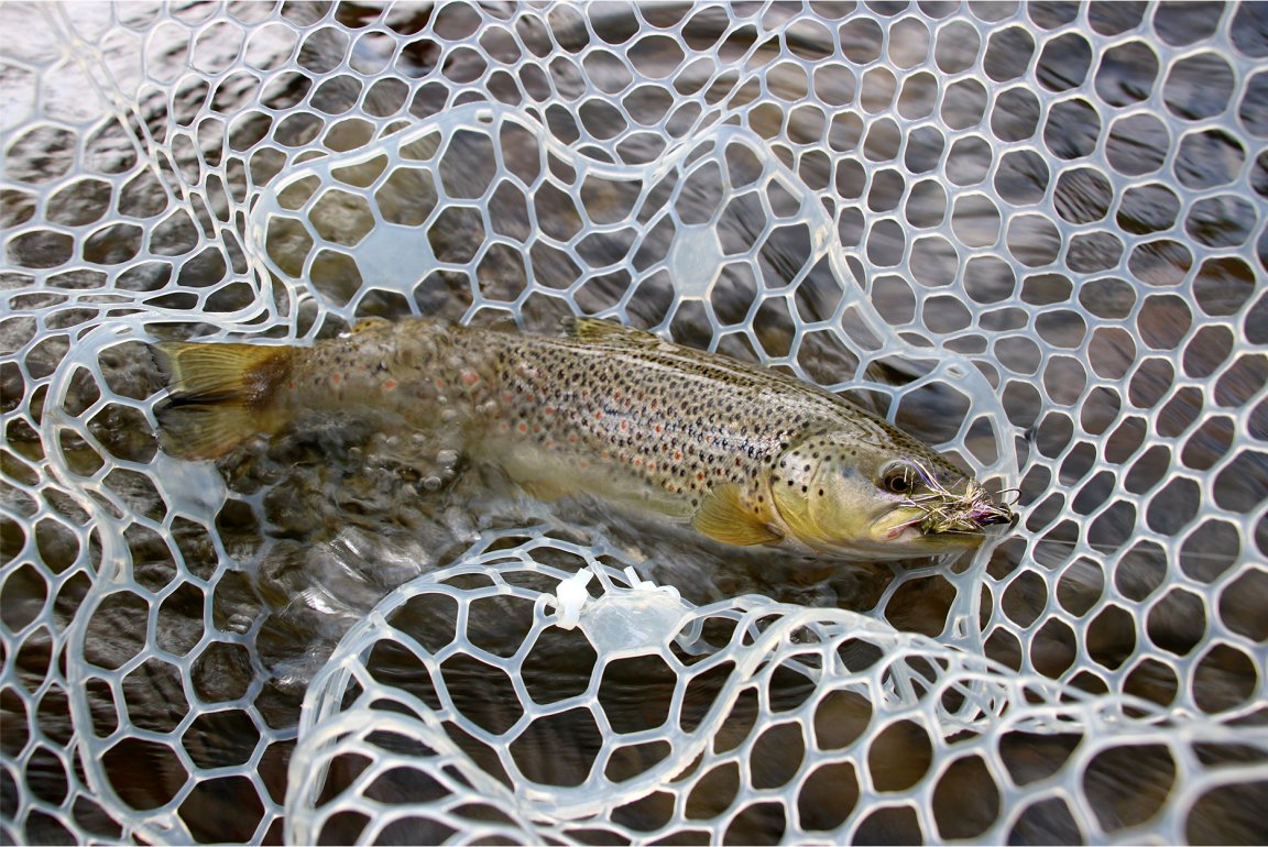 A brown trout caught on a fly.