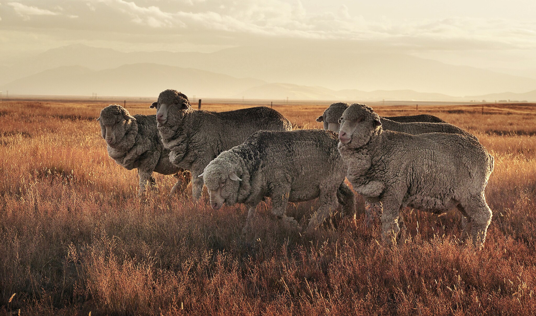 Merino Wool vs. Alpaca: Battle of the Base Layers | Outdoor Life