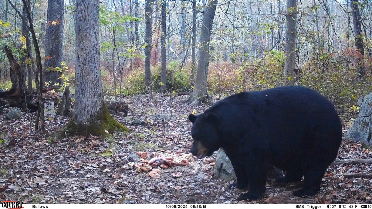 Bowhunter Shoots Massive 770Pound Record Black Bear in New Jersey