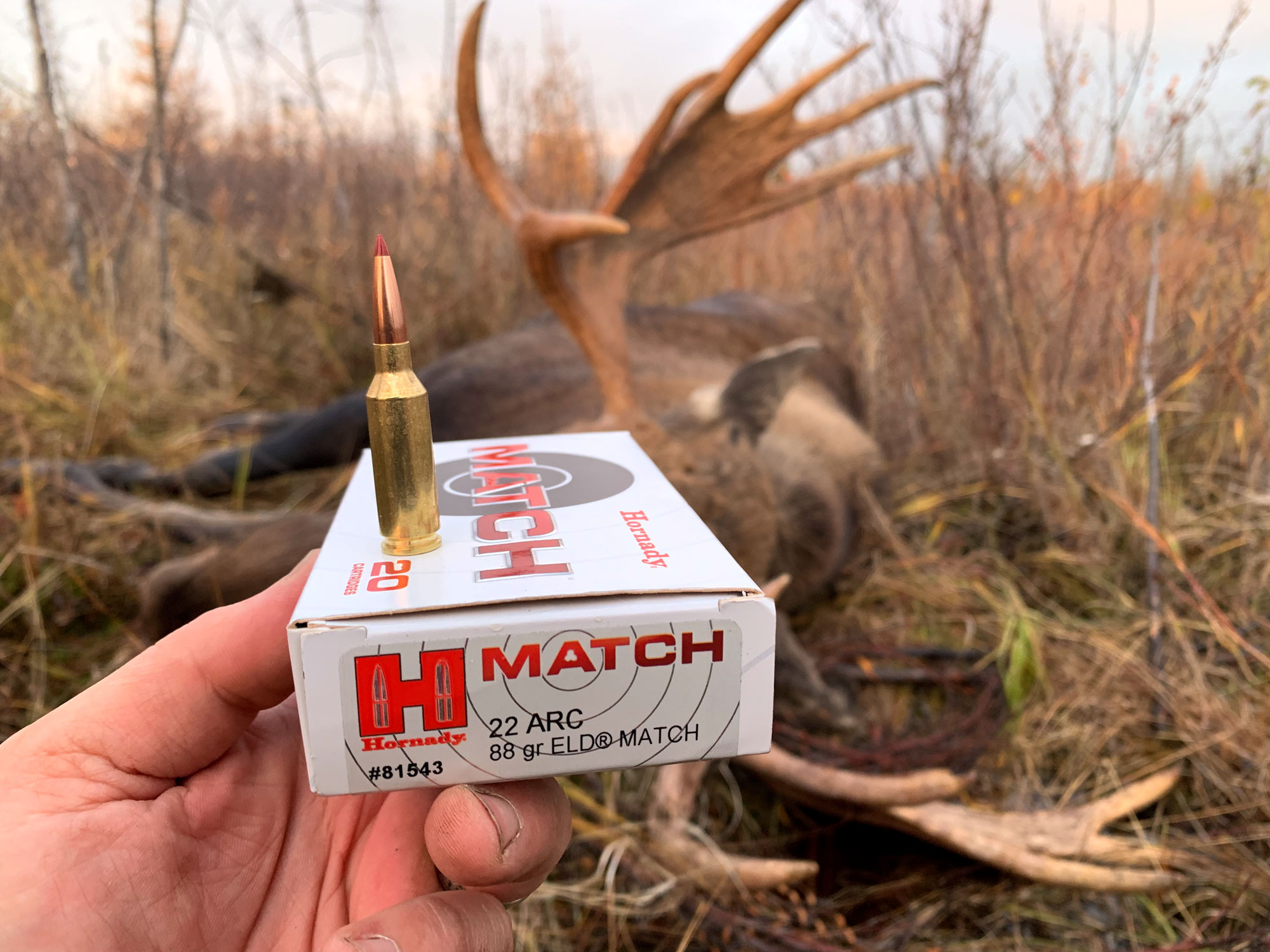freel moose taken with 22 ARC