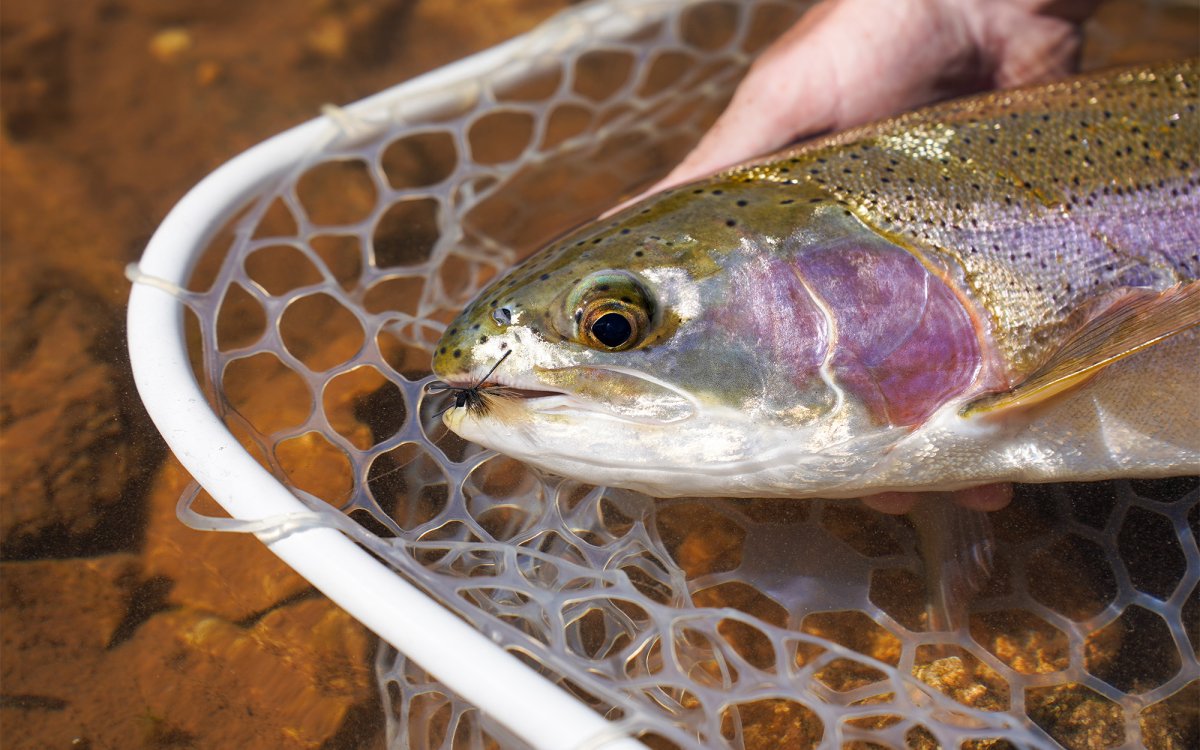 www.outdoorlife.com