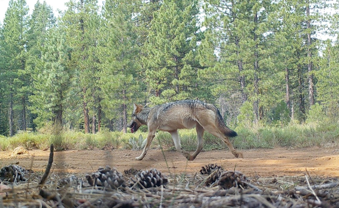 California s Third New Wolf Pack This Year Discovered In The Sierra Valley California s Third New Wolf Pack This Year Discovered In The Sierra Valley