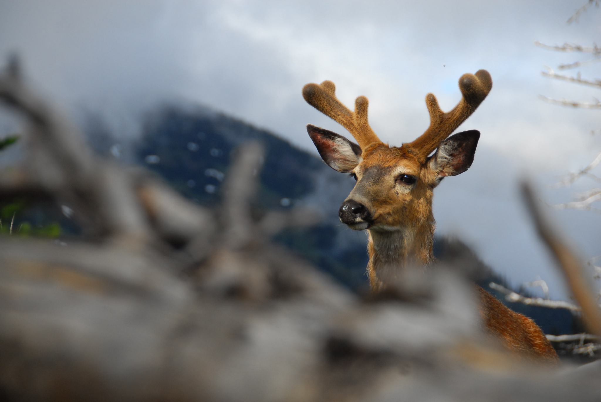 The New Blacktail Deer Foundation Aims to Conserve These Underrated ...