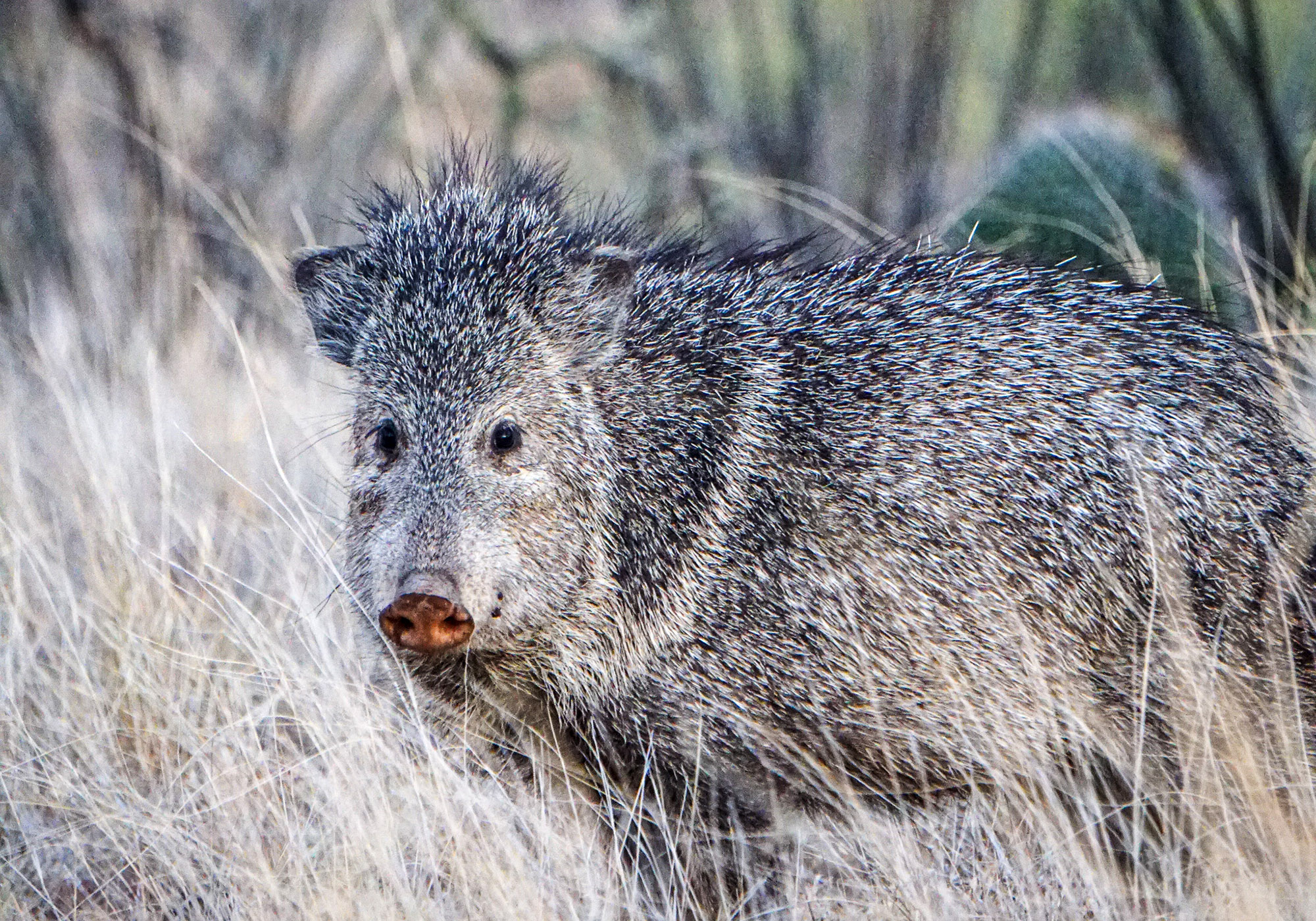Boone and Crockett Accepts Javelina as the Continent's Newest