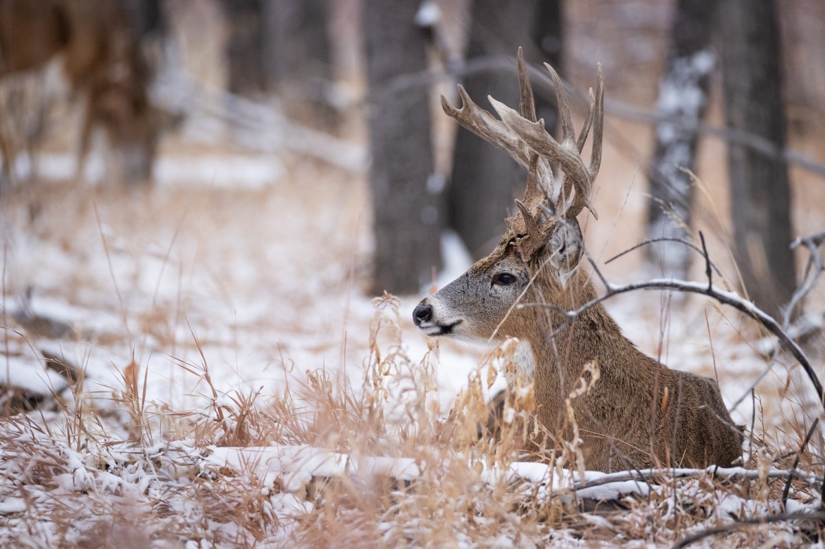 9 Ways Old Bucks Behave Differently Than Younger Deer | Outdoor Life