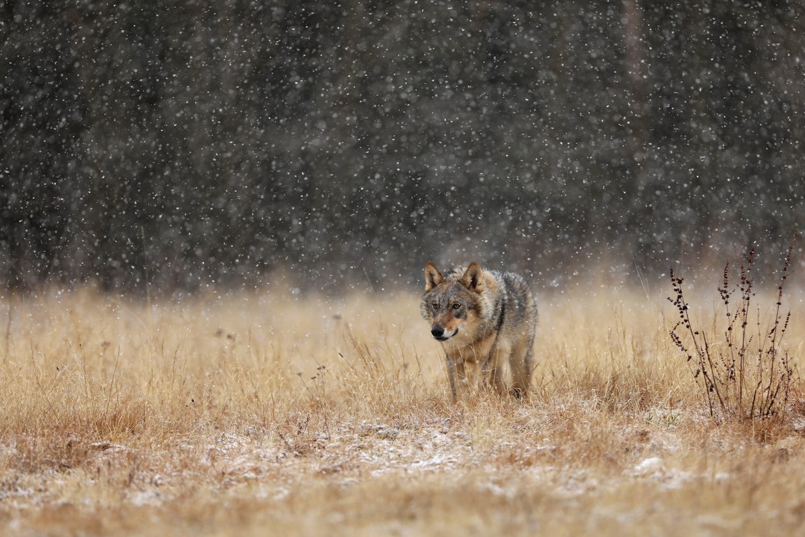 A gray wolf stalks its prey in Europe.