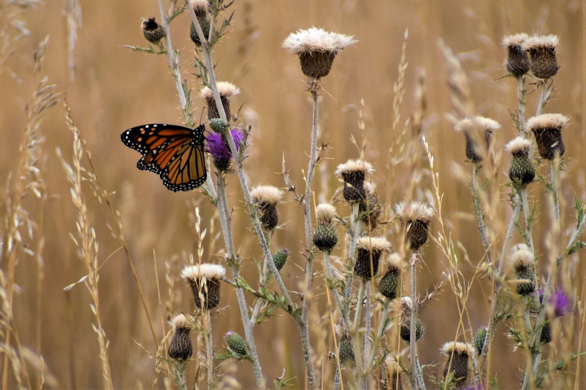 A monarch butterfly on thistle.