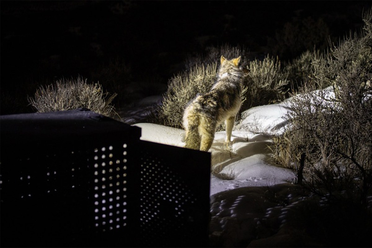 Half of Colorado’s Reintroduced Wolves Are Dead. Can the Program Survive Another Year?