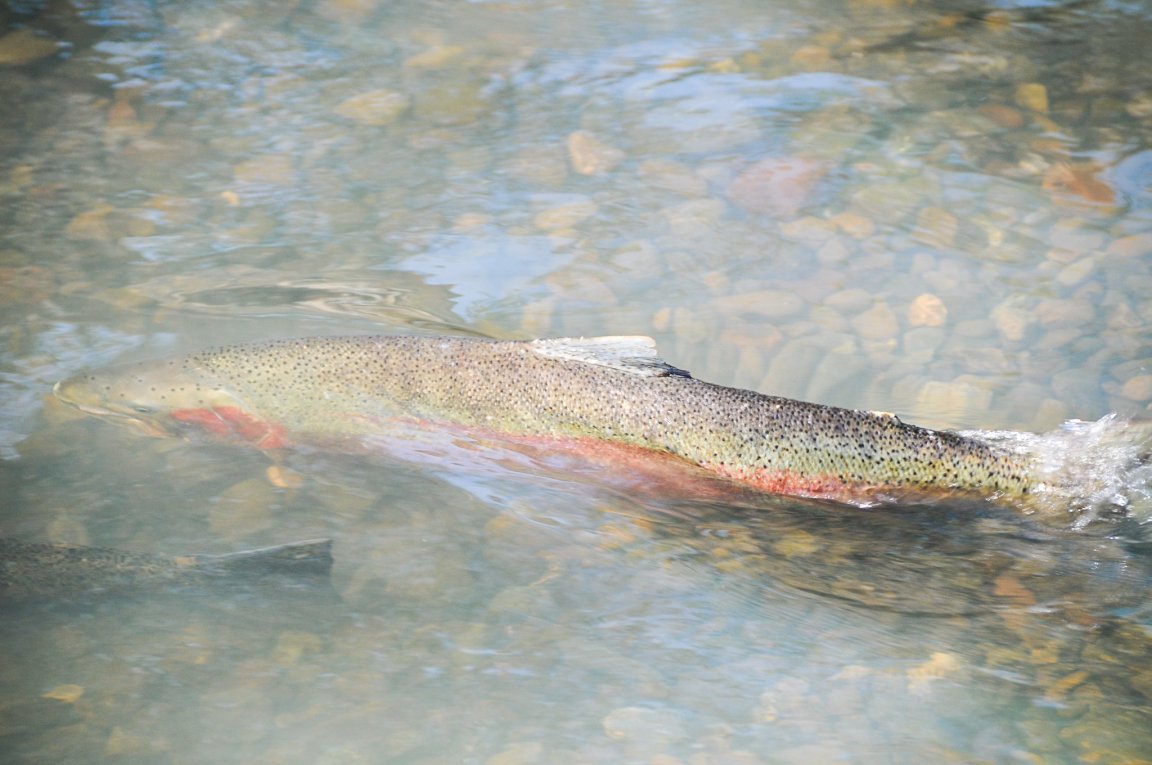 A steelhead in California.