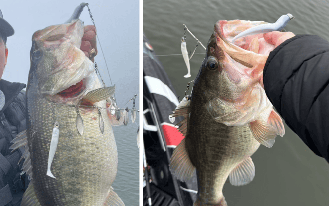 How to Fish the Alabama Rig: One of the Best Ways to Catch a Pile of ...